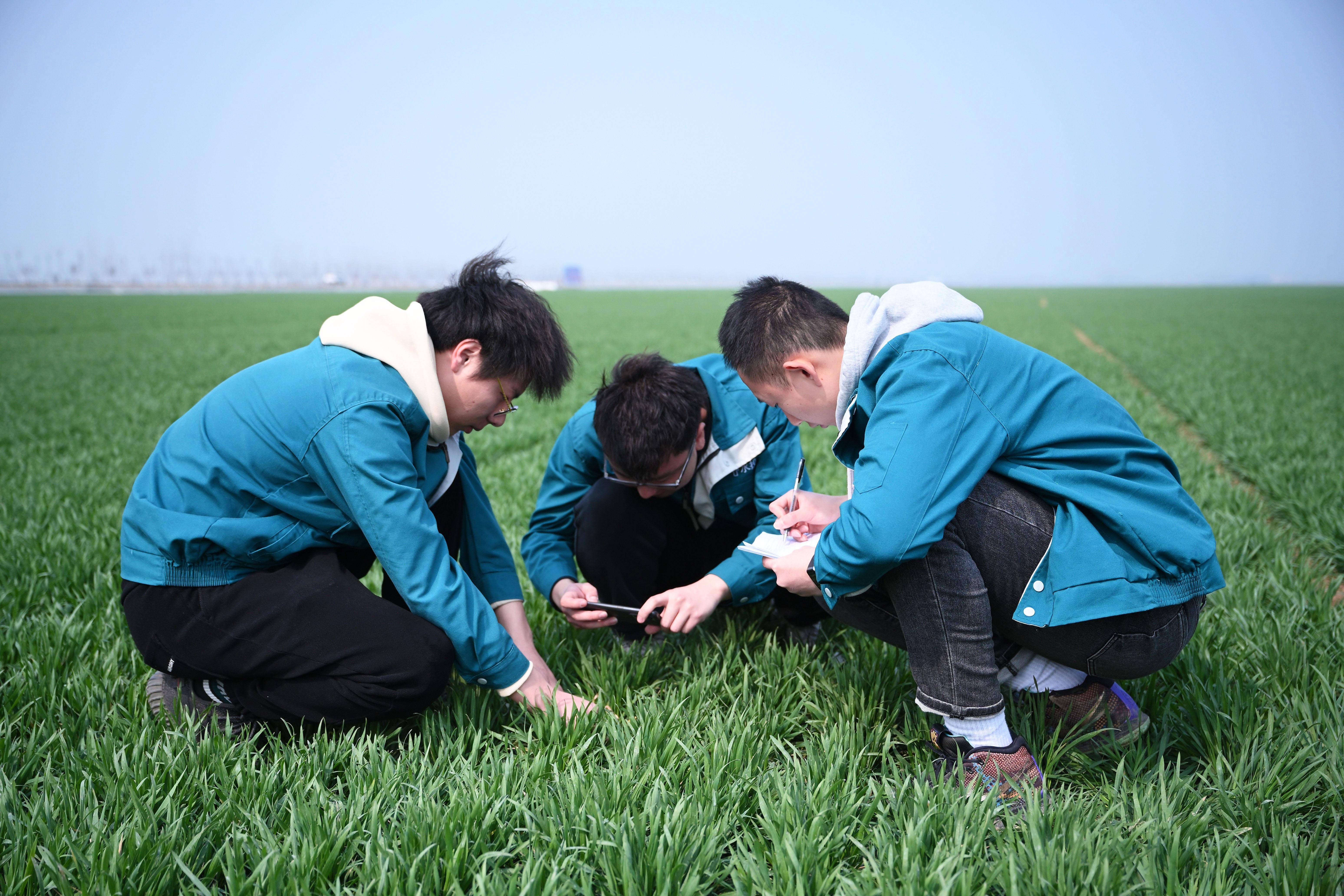 开心竞技场苹果版直接下载:河南西平：4名“田秀才”“托起”万亩粮田-第2张图片-太平洋在线下载