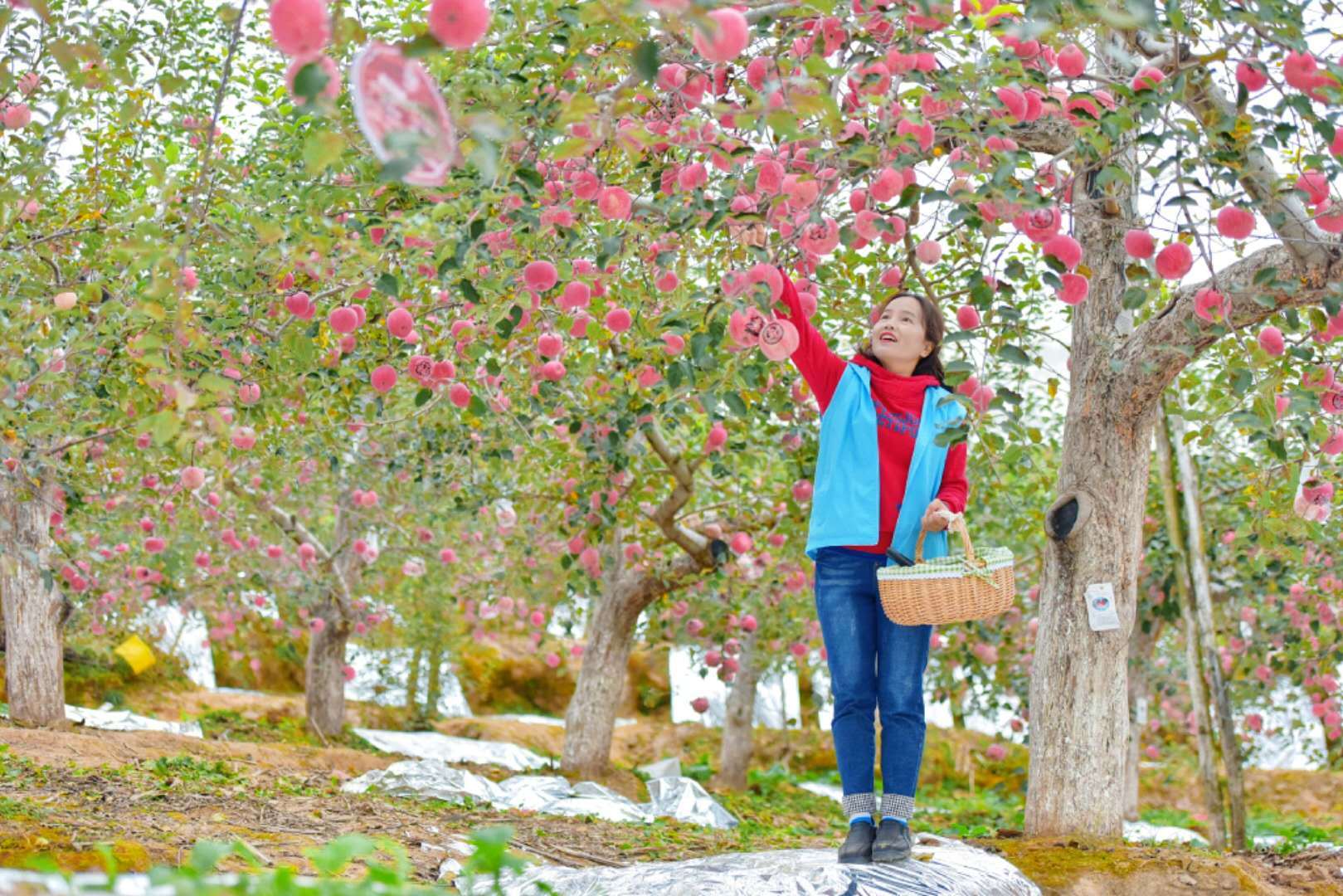 梦见摘苹果什么意思新闻梦见摘果子什么意思周公解梦