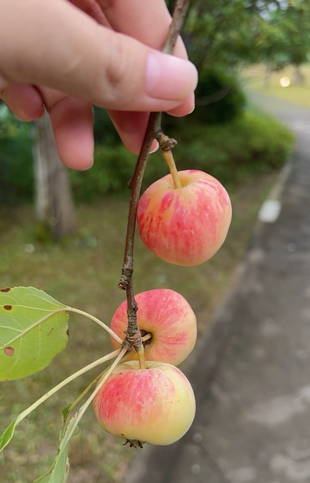 湖南销售版小苹果野生小苹果叫什么果-第2张图片-太平洋在线下载