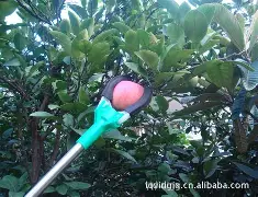 q版摘苹果(植物大战僵尸q版)-第2张图片-QuickQ官网