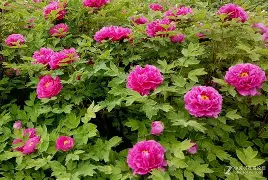 美丽花朵手机随拍版(美丽花朵图片大全 高清 手机壁纸)-第3张图片-QuickQ官网