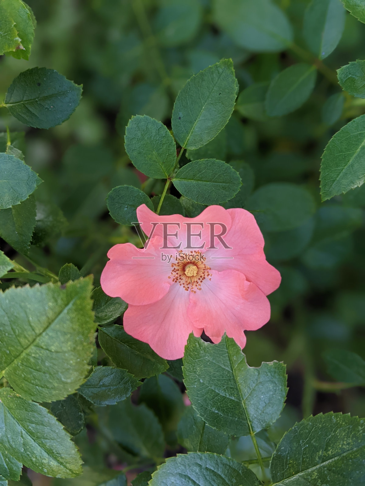 神明的野玫瑰手机版(神明的野玫瑰 小说 全文阅读)-第1张图片-QuickQ官网