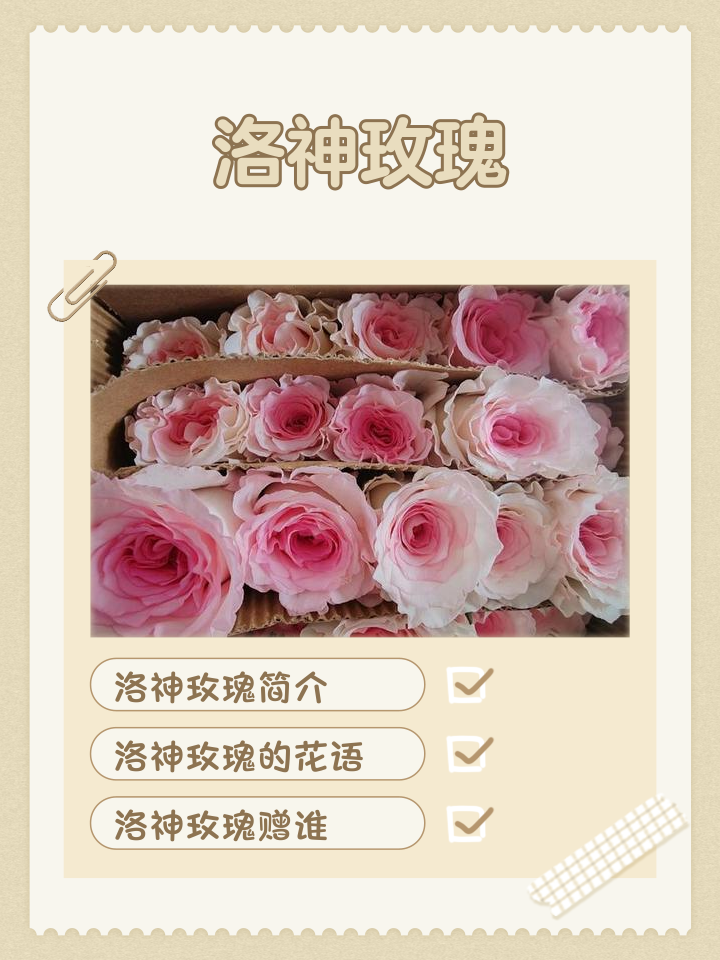 神明的野玫瑰手机版(神明的野玫瑰 小说 全文阅读)-第5张图片-QuickQ官网