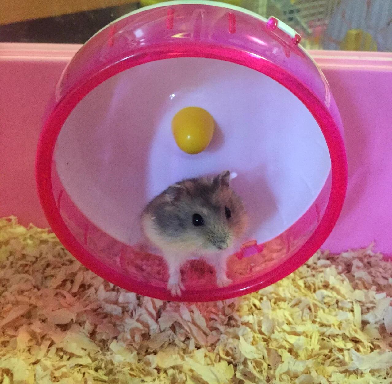 仓鼠球苹果手机版(仓鼠球苹果手机版下载)